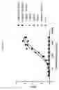 Fig. 04 - Modified immunoglobulin molecules that specifically bind human VEGF and DLL4