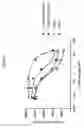 Fig. 06 - Modified immunoglobulin molecules that specifically bind human VEGF and DLL4