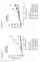 Fig. 13 - Modified immunoglobulin molecules that specifically bind human VEGF and DLL4