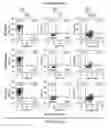 Fig. 12 - Chimeric antigen receptors and methods of making