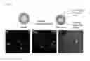 Fig. 13 - Biomarker specific amphiphilic nanoparticles