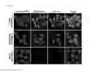 Fig. 15 - Biomarker specific amphiphilic nanoparticles