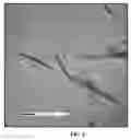 Fig. 05 - Chitin nanowhisker composites and methods
