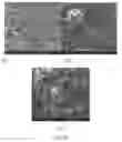 Fig. 11 - Encapsulation and controlled delivery of strong mineral acids