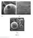 Fig. 12 - Encapsulation and controlled delivery of strong mineral acids