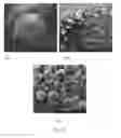 Fig. 14 - Encapsulation and controlled delivery of strong mineral acids