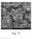 Fig. 16 - Encapsulation and controlled delivery of strong mineral acids