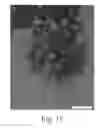 Fig. 18 - Encapsulation and controlled delivery of strong mineral acids