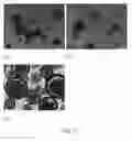 Fig. 24 - Encapsulation and controlled delivery of strong mineral acids