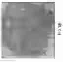 Fig. 32 - Systems and methods for biomimetic fluid processing