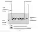 Fig. 07 - BIOPAPERS AS A SUBSTRATE FOR TISSUE CULTURE