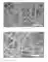 Fig. 08 - BIOPAPERS AS A SUBSTRATE FOR TISSUE CULTURE