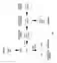 Fig. 02 - Preprimitive streak and mesendoderm cells