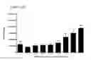 Fig. 43 - Differentiation of pluripotent stem cells
