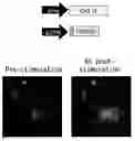 Fig. 01 - SPLIT RECOMBINANT LUCIFERASE, AND ANALYSIS METHOD USING THEREOF