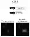 Fig. 08 - SPLIT RECOMBINANT LUCIFERASE, AND ANALYSIS METHOD USING THEREOF