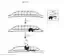 Fig. 16 - Ref nuclease for site specific Ref-mediated DNA cleavage