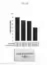 Fig. 19 - Ref nuclease for site specific Ref-mediated DNA cleavage