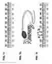 Fig. 02 - Compositions and uses for treatment thereof