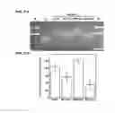 Fig. 05 - Compositions and uses for treatment thereof