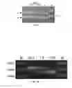 Fig. 10 - Compositions and uses for treatment thereof