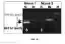 Fig. 19 - Compositions and uses for treatment thereof