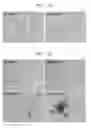 Fig. 05 - Method of separating senescent cells using overexpression of protocadherin