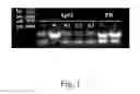 Fig. 02 - Aptamer targeting MAGE-A3 peptide and uses thereof
