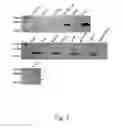 Fig. 03 - Aptamer targeting MAGE-A3 peptide and uses thereof