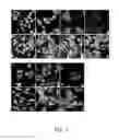 Fig. 04 - Aptamer targeting MAGE-A3 peptide and uses thereof