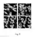 Fig. 10 - Aptamer targeting MAGE-A3 peptide and uses thereof
