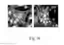Fig. 12 - Aptamer targeting MAGE-A3 peptide and uses thereof