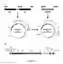 Fig. 03 - FLUORESCENT FUSION POLYPEPTIDES AND METHODS OF USE