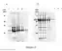 Fig. 04 - FLUORESCENT FUSION POLYPEPTIDES AND METHODS OF USE