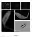 Fig. 07 - FLUORESCENT FUSION POLYPEPTIDES AND METHODS OF USE