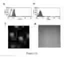 Fig. 12 - FLUORESCENT FUSION POLYPEPTIDES AND METHODS OF USE