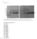 Fig. 04 - Heterologous polypeptide expression cassette
