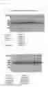 Fig. 16 - Heterologous polypeptide expression cassette