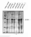 Fig. 03 - Process for recombinant protein expression augmentation in expression system