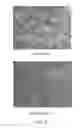 Fig. 12 - Isolated oleaginous yeast