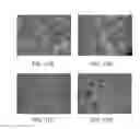 Fig. 27 - Isolated oleaginous yeast