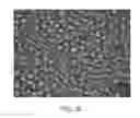 Fig. 33 - Isolated oleaginous yeast