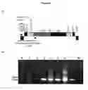 Fig. 07 - MAIZE PLASTID TRANSFORMATION METHOD