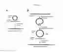 Fig. 08 - Ungulates with Genetically Modified Immune Systems