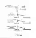 Fig. 05 - Exosomal loading using hydrophobically modified oligonucleotides