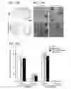 Fig. 27 - Exosomal loading using hydrophobically modified oligonucleotides