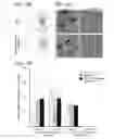 Fig. 28 - Exosomal loading using hydrophobically modified oligonucleotides