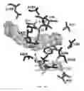 Fig. 37 - Alkane oxidation by modified hydroxylases