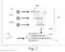 Fig. 04 - Particle-assisted nucleic acid sequencing