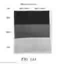 Fig. 16 - Dual-terminated polyamide for high speed spinning application